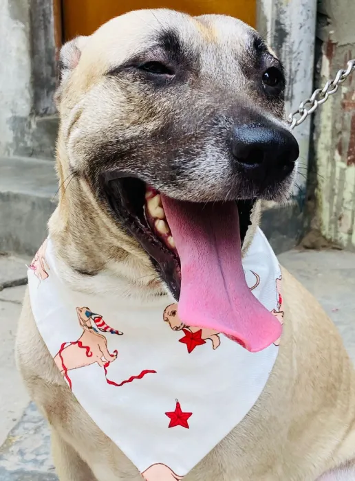 Dog Print Bandana