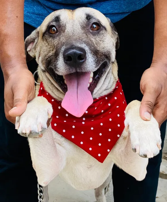 Red Polka Dot Bandana