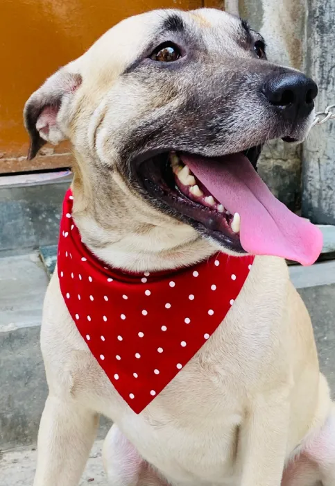 Red Polka Dot Bandana